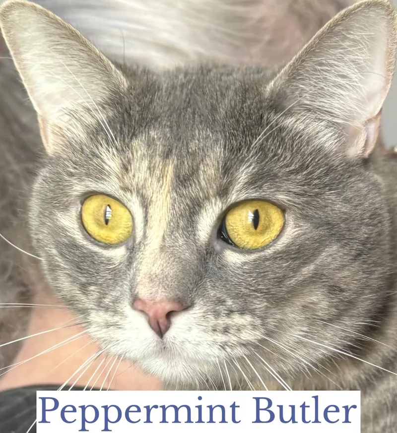 Peppermint Butler thumbnail 6