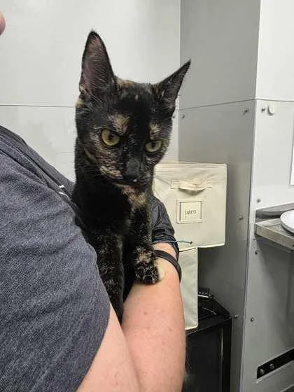 An adult small-sized female Domestic Short Hair cat named Nanook for adoption in Sevierville, TN