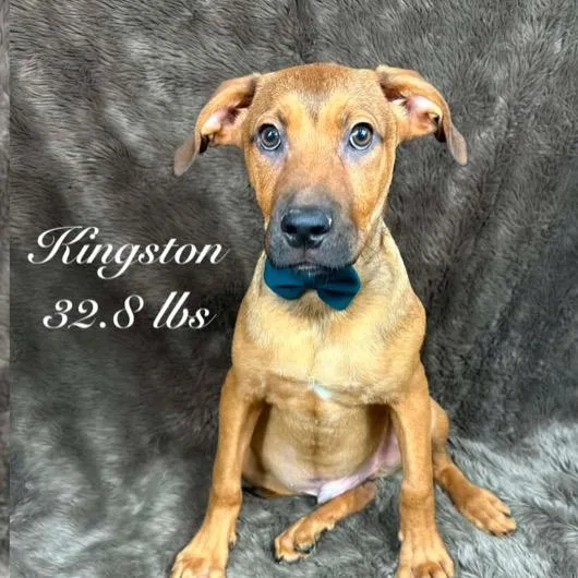 A baby medium-sized male Shepherd dog named Kingston for adoption in Parker, CO