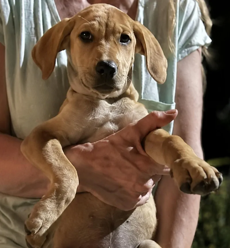 A baby small-sized female Black and Tan Coonhound dog named Honeysuckle for adoption in TULSA, OK