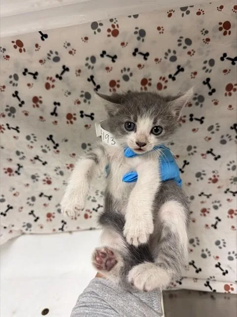 A baby small-sized female Domestic Short Hair cat named Pearl for adoption in Riverside, CA