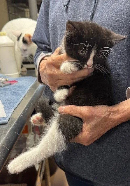 A young medium-sized male Domestic Medium Hair cat named Max for adoption in Apollo, PA