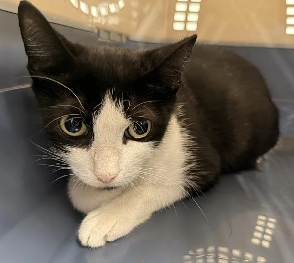 An adult medium-sized female Domestic Short Hair cat named Magenta for adoption in Ridgewood, NY