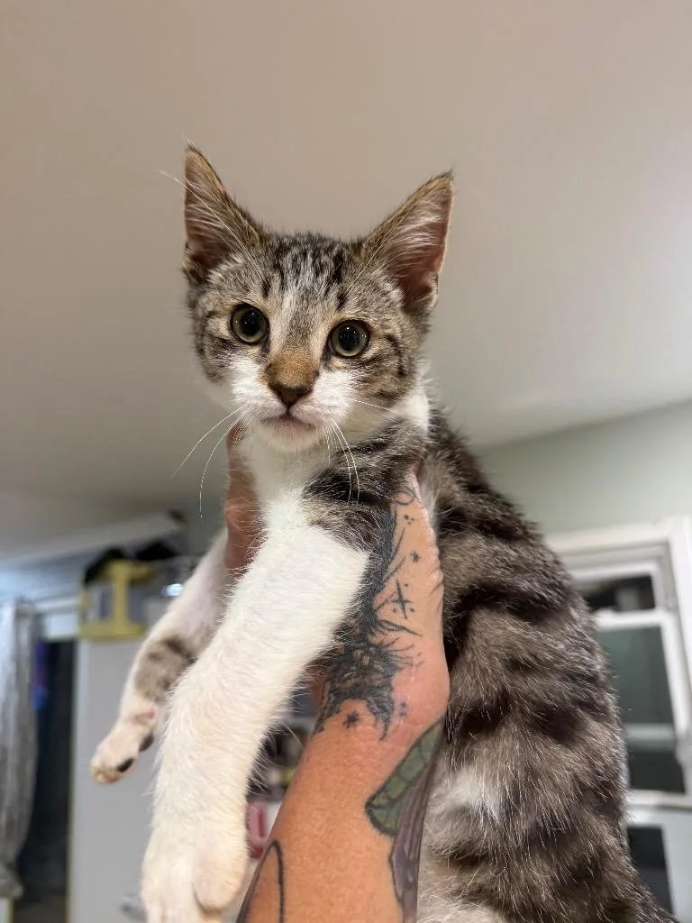 A baby large-sized male Domestic Short Hair cat named Paulie Boy for adoption in warrenville, SC