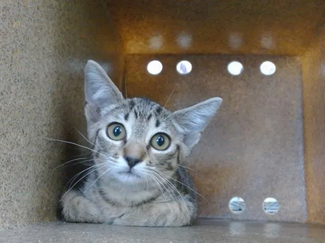 A baby small-sized female Domestic Short Hair cat named Omega for adoption in Orlando, FL