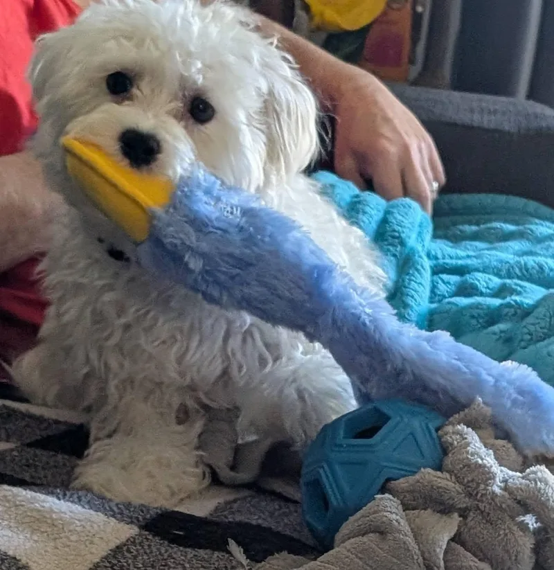 Benji