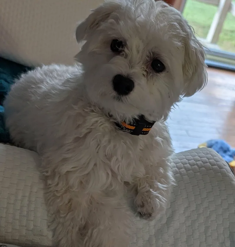 Benji thumbnail 2