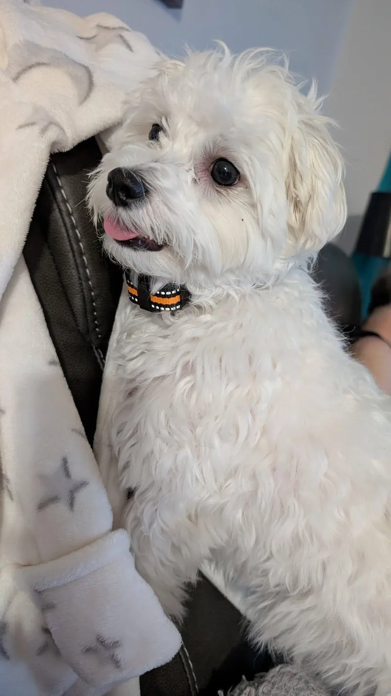 Benji thumbnail 3