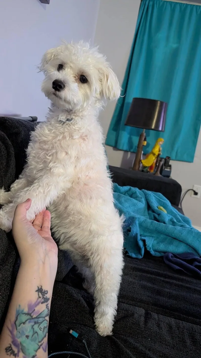 Benji thumbnail 5