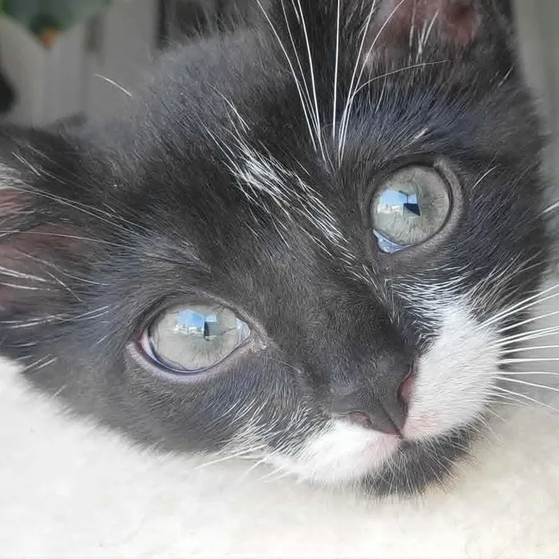 A baby small-sized female Gray / Blue / Silver Domestic Short Hair cat named Piglet for adoption in Chattanooga, TN