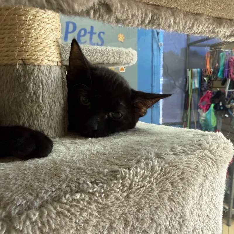 A baby small-sized male Black Domestic Short Hair cat named Stumpy  Chino Hills for adoption in Chino Hills, CA