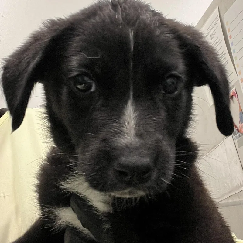 A baby small-sized female Black Rottweiler dog named Pink Drink for adoption in Austin, TX