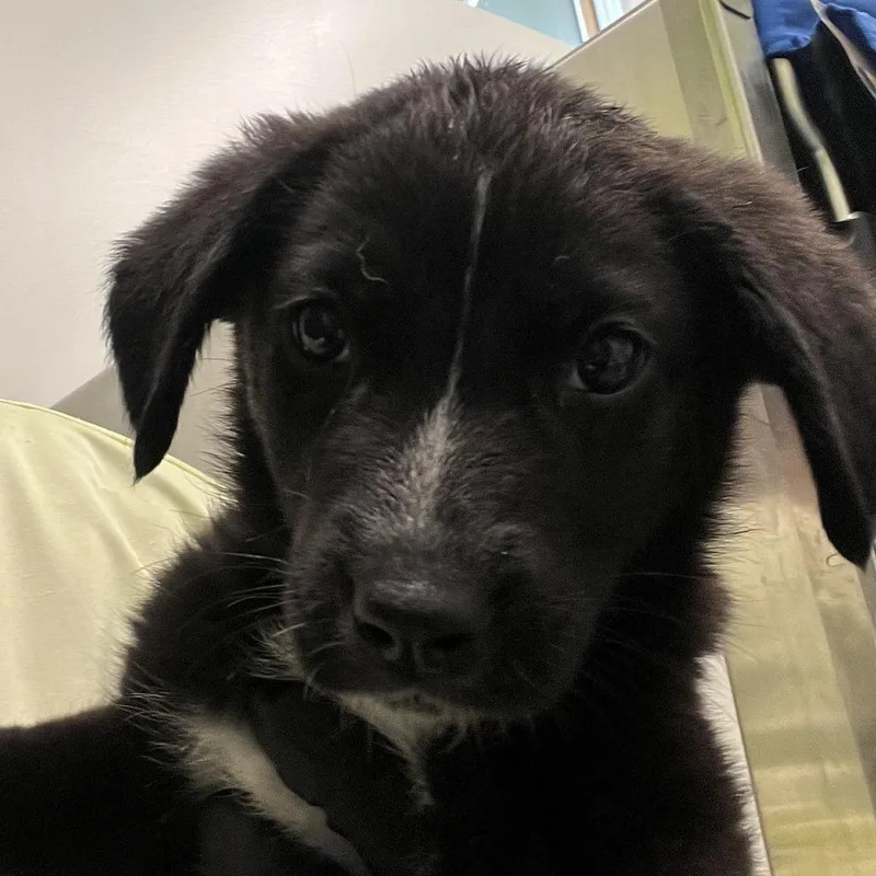 Pink Drink thumbnail 2