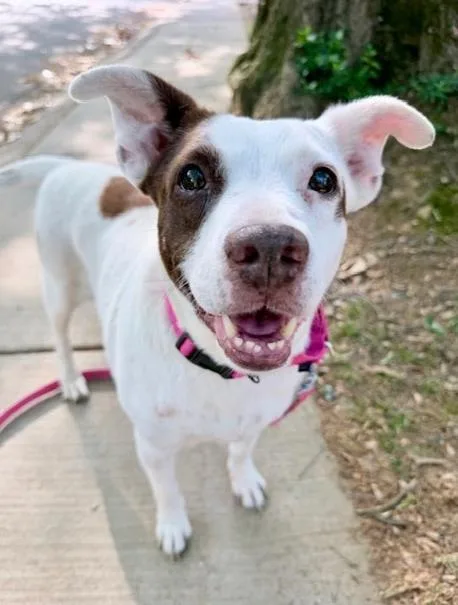 A senior medium-sized female Mixed Breed dog named Clarabelle for adoption in Charlotte, NC