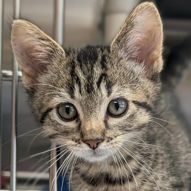A baby medium-sized male Tabby (Brown / Chocolate) Domestic Short Hair cat named Bruce for adoption in Jefferson, WI