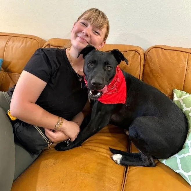 A young large-sized male Black Labrador Retriever dog named Tux Fancy Pants for adoption in Friendswood, TX