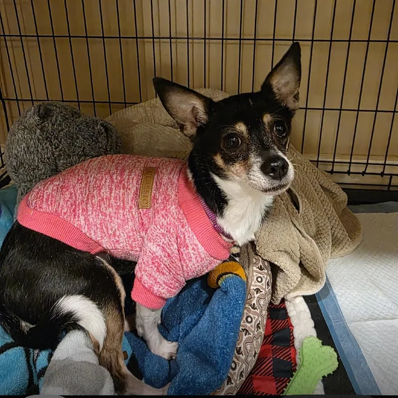 A senior small-sized female Black Rat Terrier dog named Tiger Lily for adoption in Tipton, IN