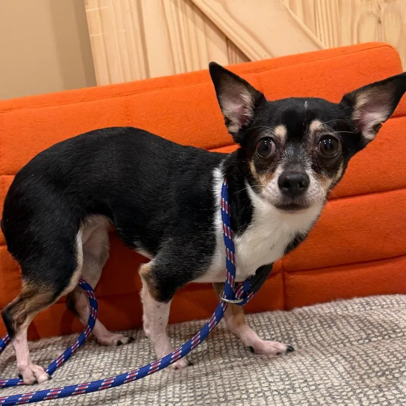 Tiger Lily thumbnail 2