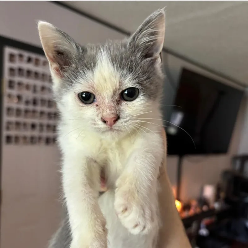 A baby small-sized male White Domestic Short Hair cat named Eggland's Best for adoption in Houston, TX