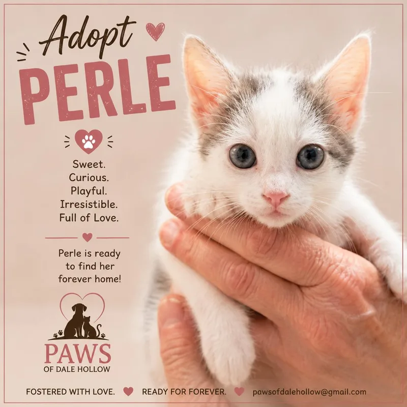 A baby medium-sized female Gray & White Domestic Short Hair cat named Perle for adoption in Byrdstown, TN