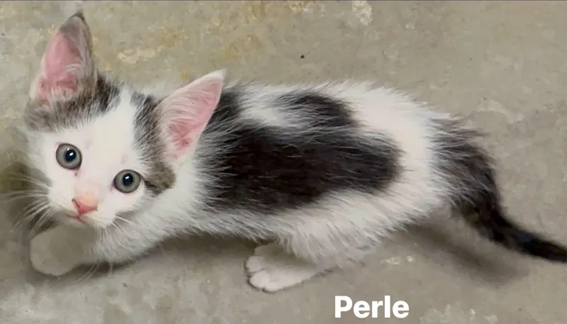 Perle thumbnail 2