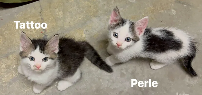 Perle thumbnail 4