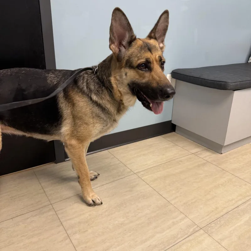 An adult small-sized female Brown / Chocolate German Shepherd Dog dog named Octavia for adoption in Farmersville, OH