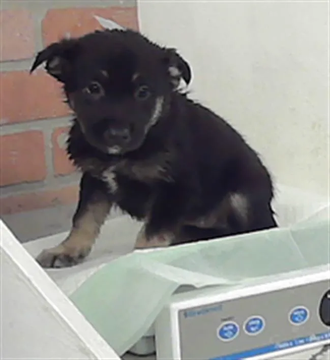 A baby small-sized female Australian Cattle Dog / Blue Heeler dog named Eva for adoption in Houston, TX
