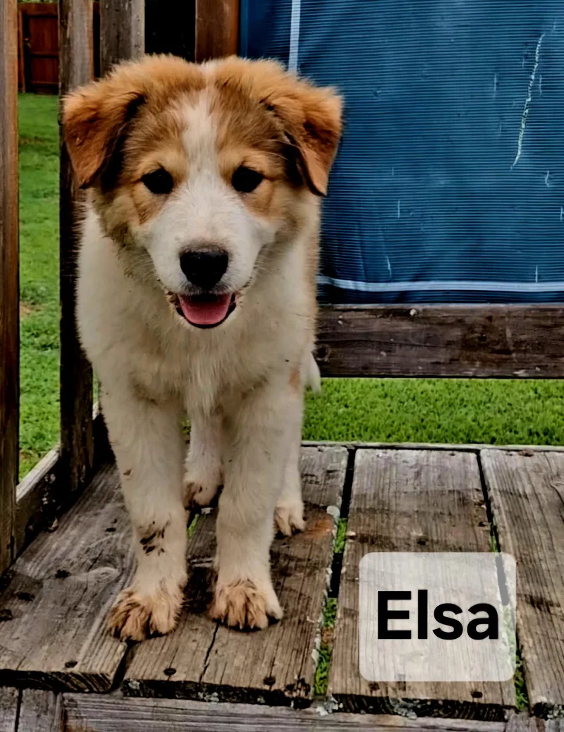 A baby large-sized female Great Pyrenees dog named Puppy Elsa for adoption in Franklin, TN