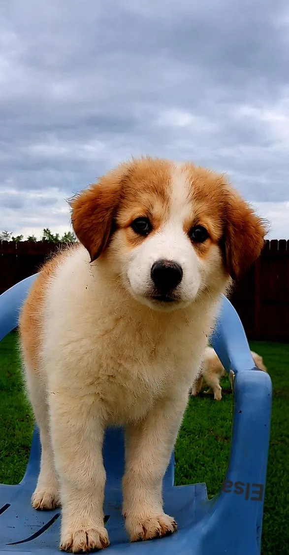Puppy Elsa thumbnail 3