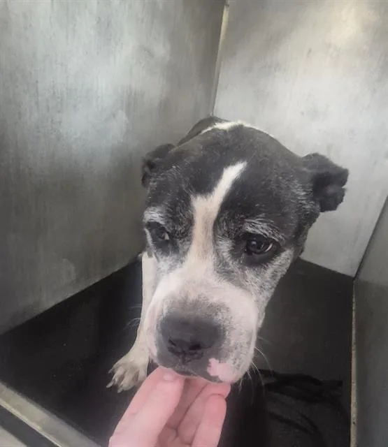 A senior medium-sized male American Staffordshire Terrier dog named Graham for adoption in San Antonio, TX