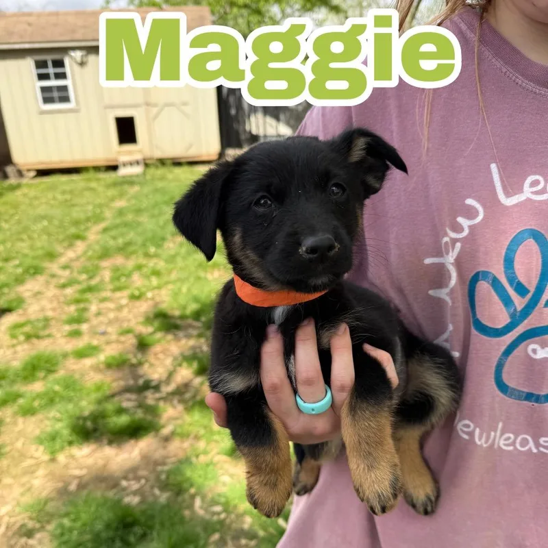 A baby medium-sized female Black Shepherd dog named Maggie Bee for adoption in Brownsboro, AL