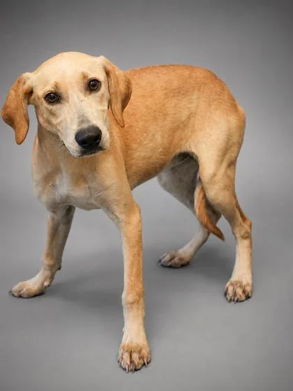 A young small-sized female German Shepherd Dog dog named Lucky for adoption in Bowling Green, KY