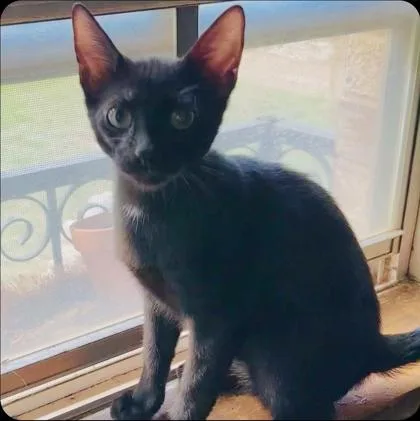 A baby medium-sized male Black Domestic Short Hair cat named Furious George for adoption in Warr Acres, OK