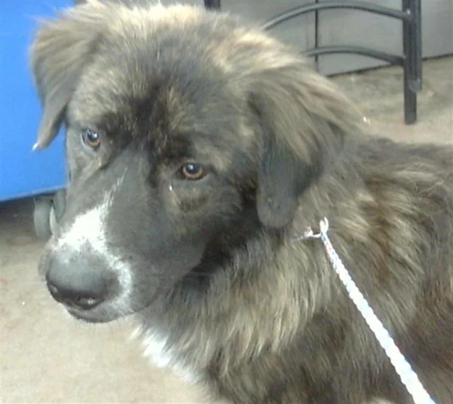 A young large-sized male Mixed Breed dog named Oscar for adoption in Dallas, TX