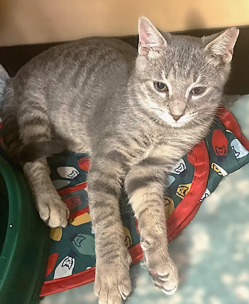 A young medium-sized male Tabby cat named Fernando for adoption in Fort Myers, FL