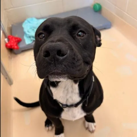 An adult large-sized male Black Mixed Breed dog named Henry for adoption in Winston-Salem, NC