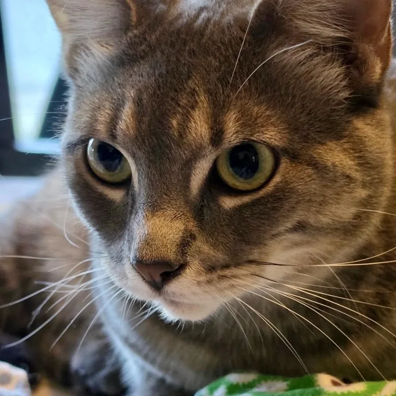 A young medium-sized female Tabby (Gray / Blue / Silver) Domestic Short Hair cat named Olive for adoption in Austin, TX