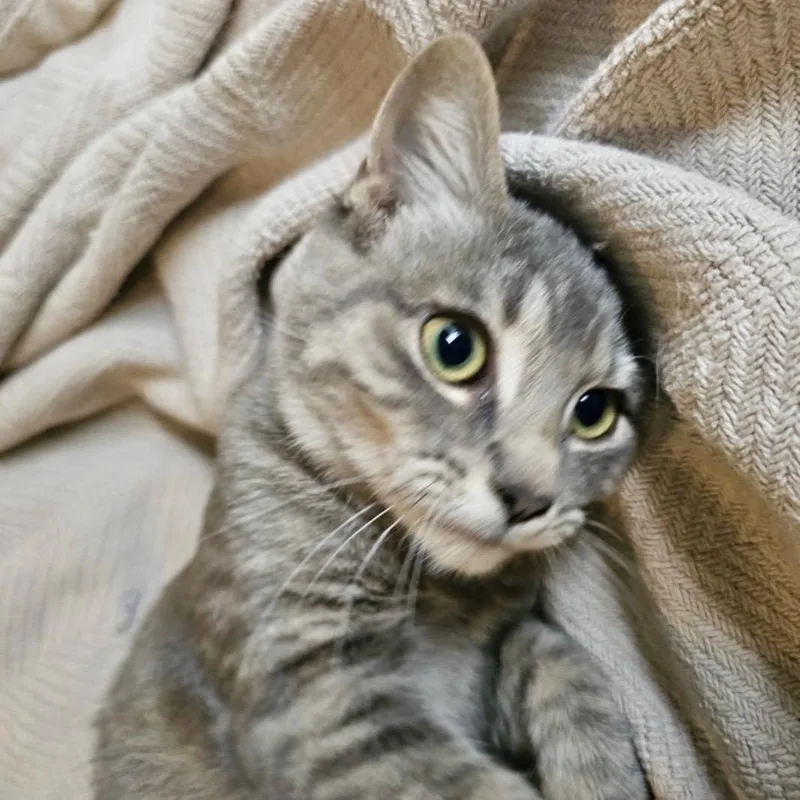 Olive thumbnail 2