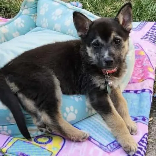 A baby small-sized female Black Shepherd dog named Tia for adoption in Buffalo, MN