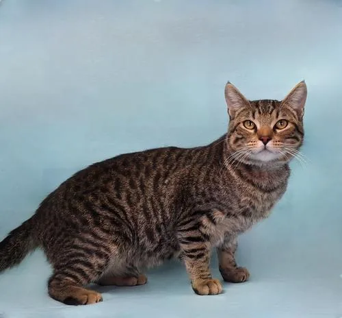 A young medium-sized male Domestic Short Hair cat named Cooper for adoption in Pasadena, CA