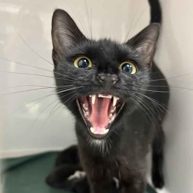 A young medium-sized female Domestic Short Hair cat named Ravine for adoption in Charleston, WV