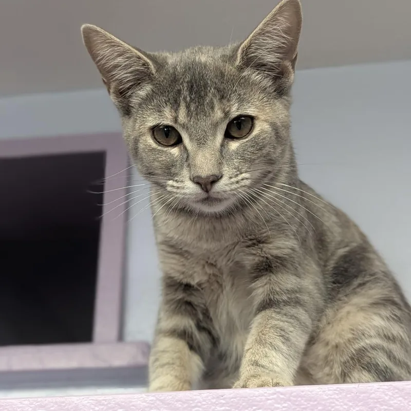 A baby medium-sized female Tabby (Gray / Blue / Silver) Domestic Short Hair cat named Jenny for adoption in Fenton, MI