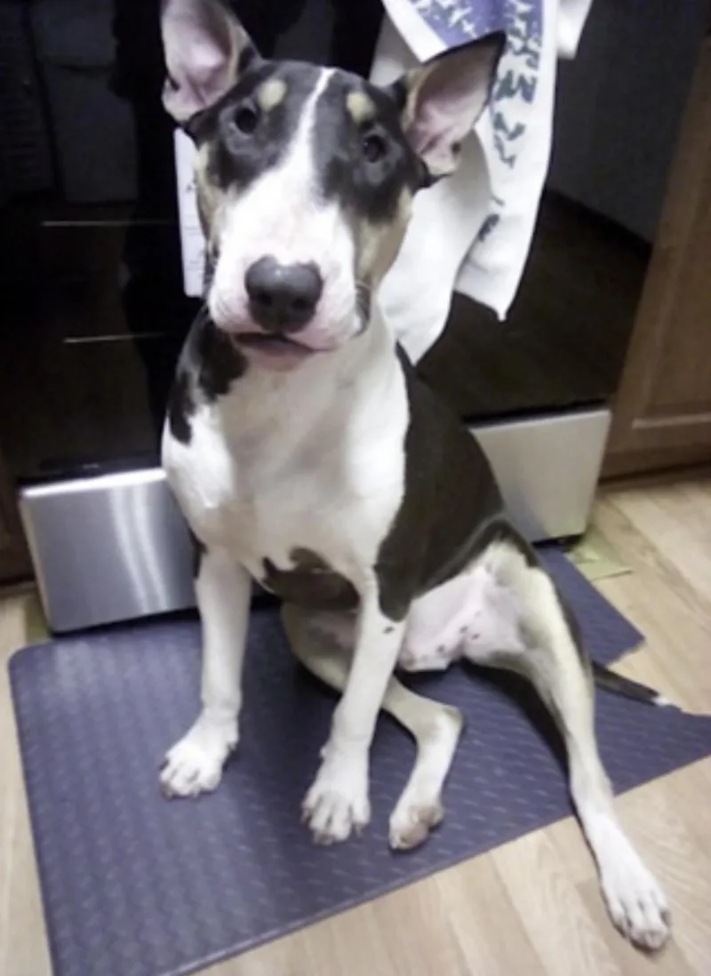 A young large-sized male Tricolor (Brown, Black, & White) Bull Terrier dog named Zero for adoption in Amherst, MA