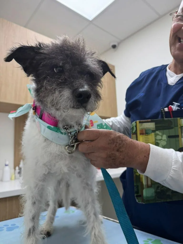 A young small-sized male Black Schnauzer dog named Scruffy for adoption in Miami, FL