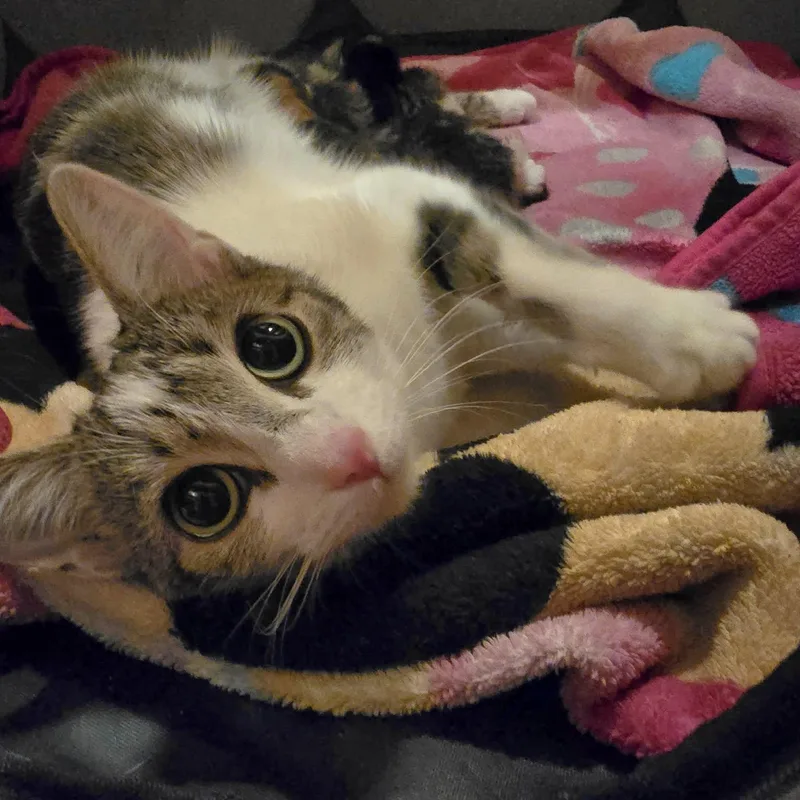 A young small-sized female White American Shorthair cat named Daisy for adoption in Beloit, OH