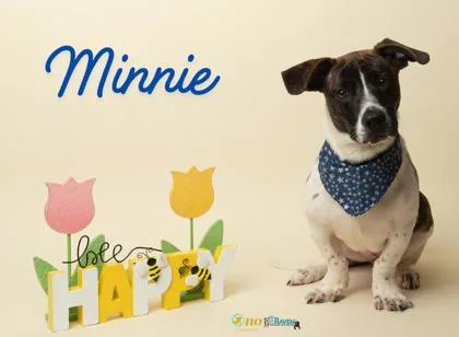A young medium-sized female Basset Hound dog named Minnie for adoption in Fairhope, AL