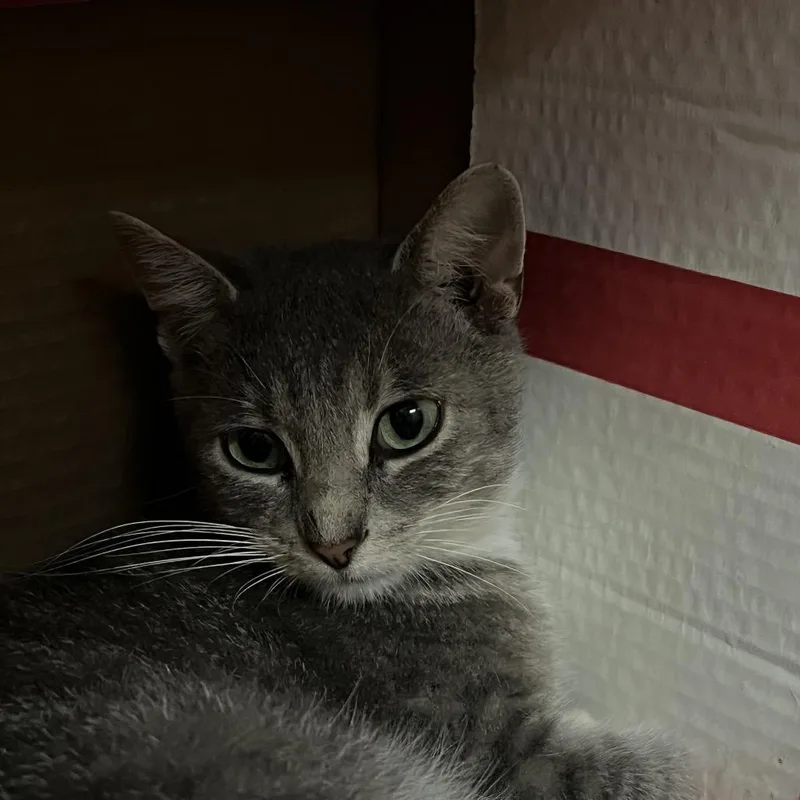 An adult medium-sized male Gray / Blue / Silver Domestic Short Hair cat named Lucian for adoption in Marion, IL