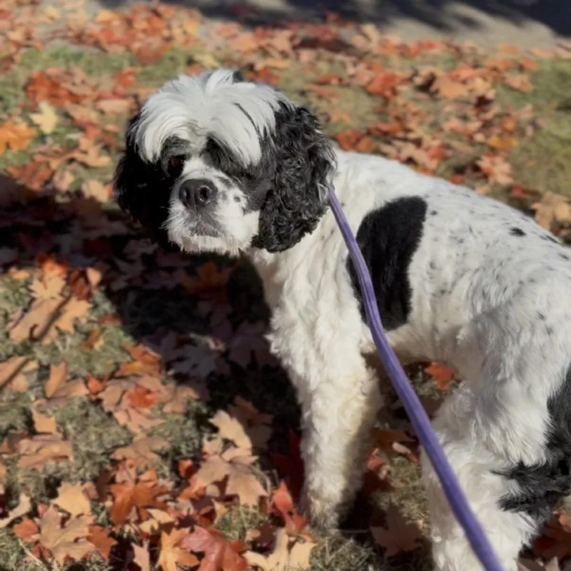 An adult small-sized male White / Cream English Toy Spaniel dog named Tennyson for adoption in Newberg, OR