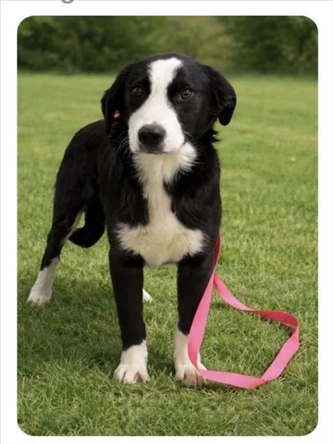 A young large-sized male Border Collie dog named Jackson for adoption in Cookeville, TN